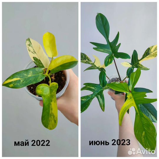 Филодендрон маска вариегатная