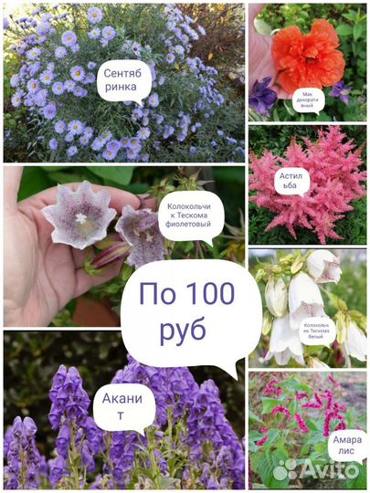 Многолетние цветы не выкапываются