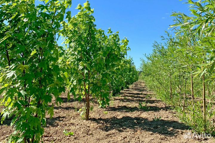 Лиственные деревья от производителя