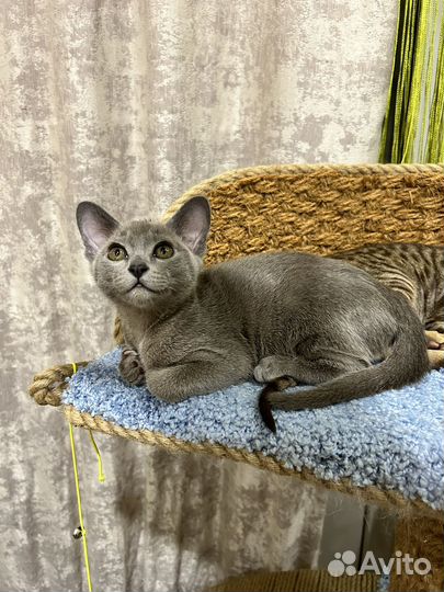 Бурманская кошка