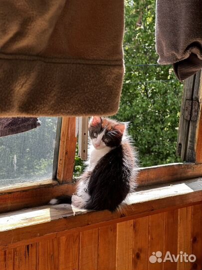 Котенок мальчик в добрые руки