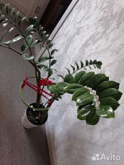 Замиокулькас