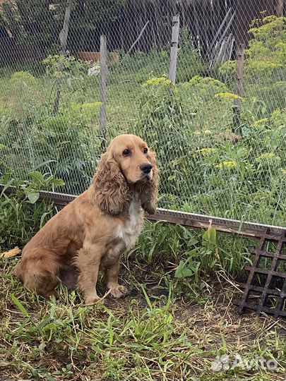 Кокер спаниель