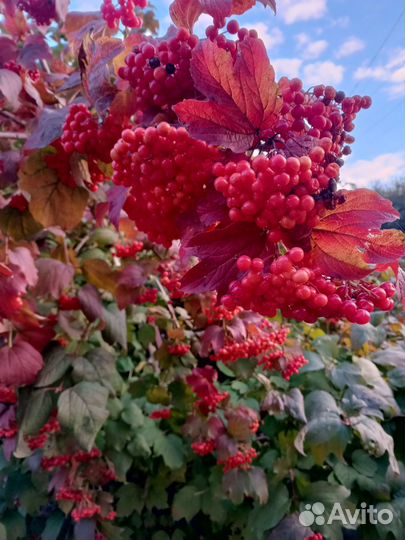 Калина ягоды