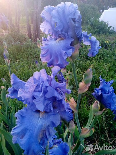 Ирис бородатый grand amiral (Cayeux, 2000)