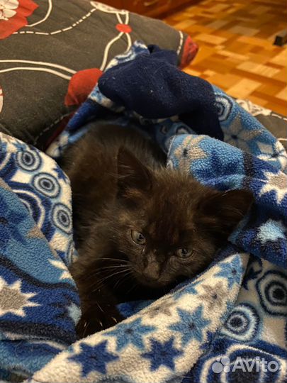 Черный котенок мальчик