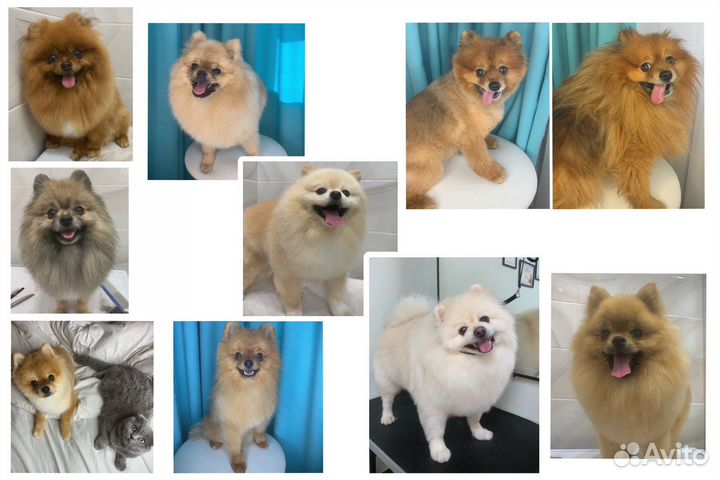 Груминг, стрижка собак