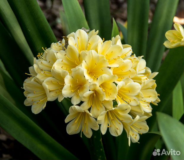 Кливия семена