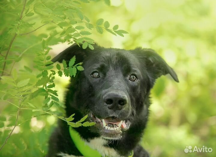 Собака в дар в добрые руки