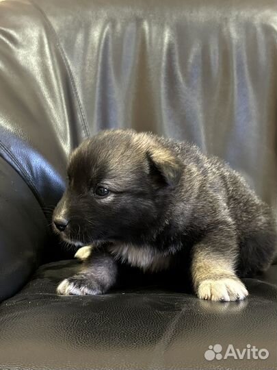 Щенки в добрые руки