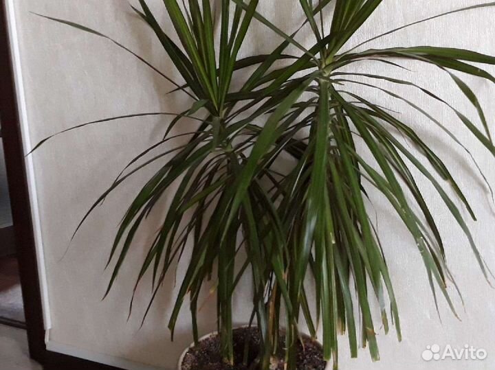 Пальма драцена