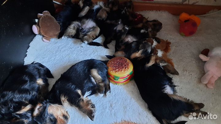 Йоркширский терьер