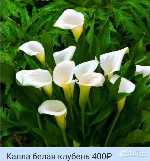 Каллы сортовые клубни