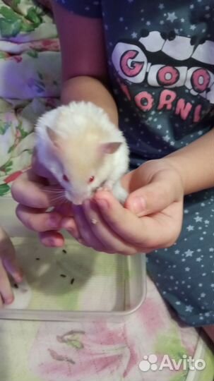 Сирийский хомяк