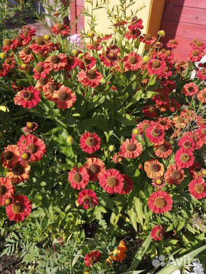 Многолетники флоксы, гелениум, традесканция