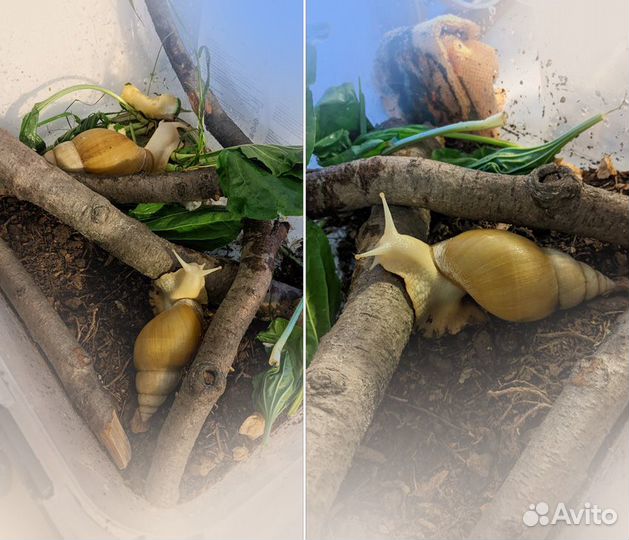 Улитка Ахатина Фулика (альбино) Лечебная / Питомец