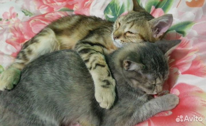 Ласковая Маруся очень ищет дом