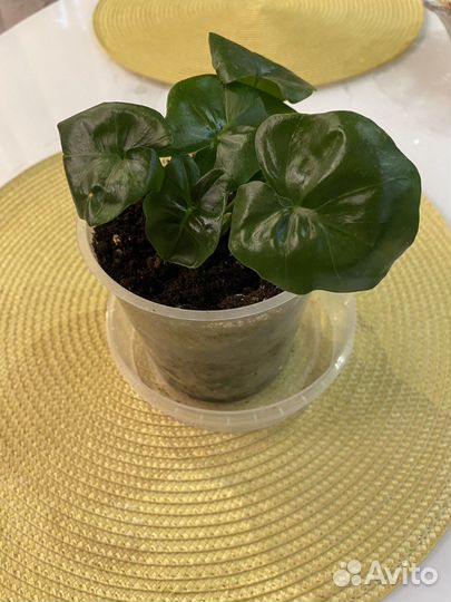 Филодендрон атом