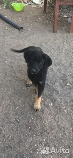 Щенки в добрые руки