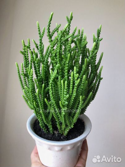 Крассула плауновидная (мускоза)