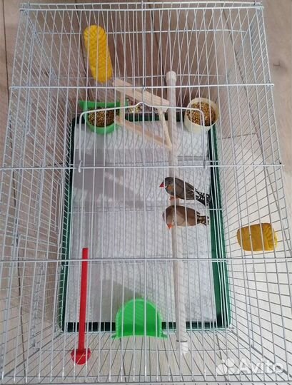 Австралийские амадины