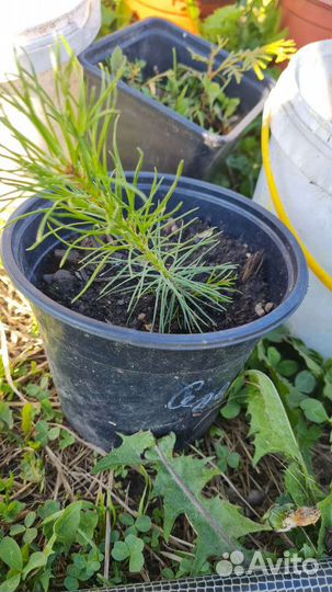 Пихта сеенец