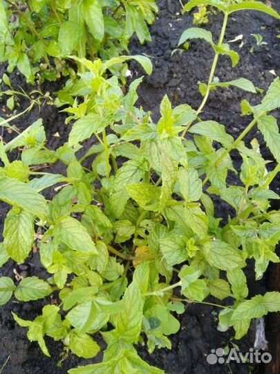 Мята сортовая