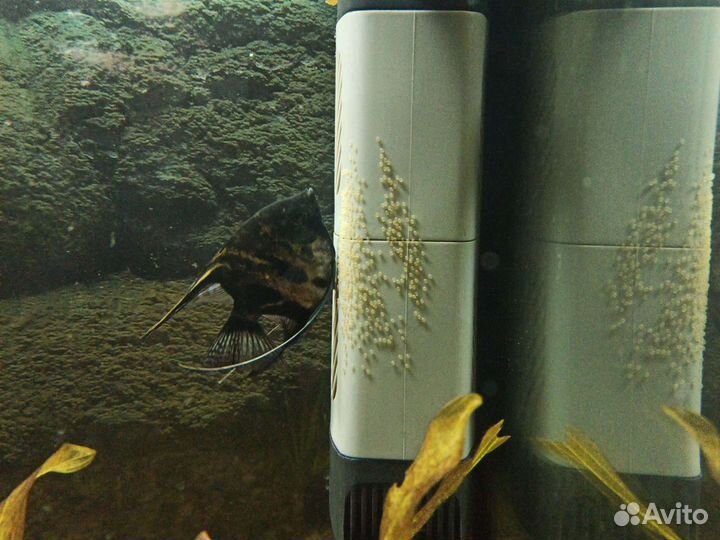 Аквариум под ключ, с рыбами, растениями и грунтом