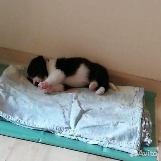 Щенки-пупуськи только от мамы