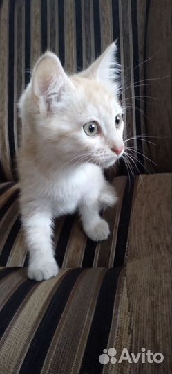 Кошка в дар