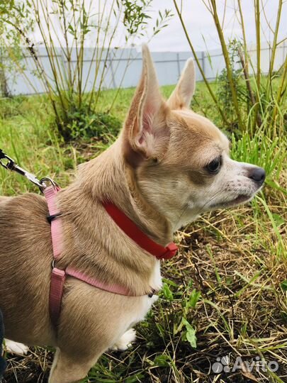 Обучение собак/кинолог