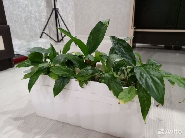 Спатифиллюм