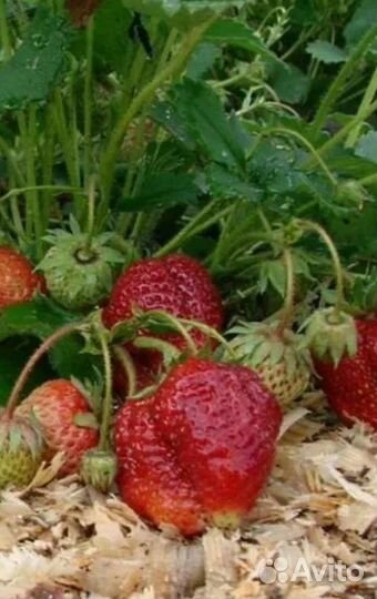 Клубника саженцы