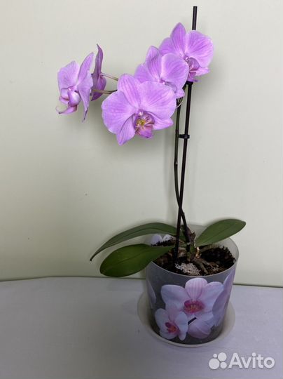 Цветы комнатные