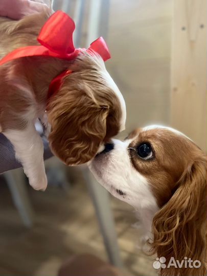 Щенки кавалер кинг чарльз спаниель