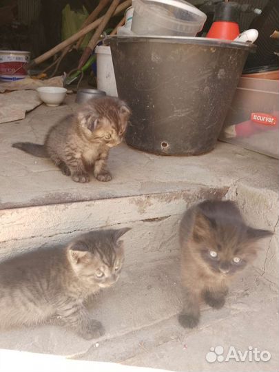 Котята