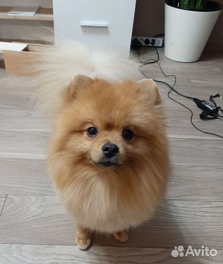 Немецкий шпиц вязка