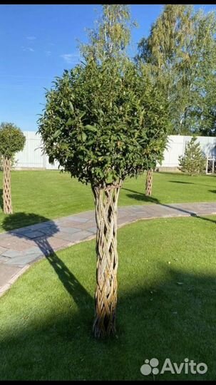 Ива плетёная пальма