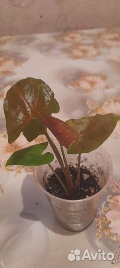 Сингониумы сортовые