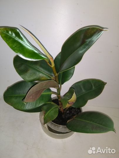 Фикус каучуконосный (Ficus elastica)