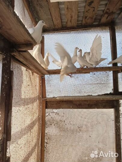 Голуби белые (чехи)