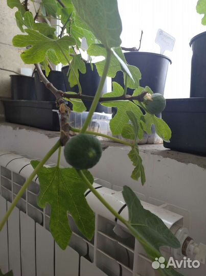 Саженцы инжира