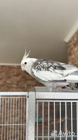 Попугаи Корелла