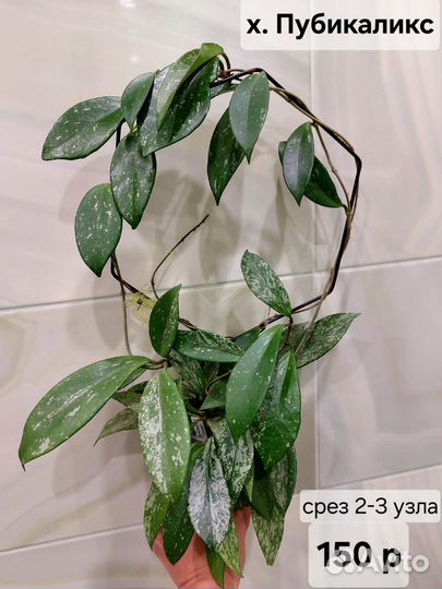 Хойя срезом (2 часть)