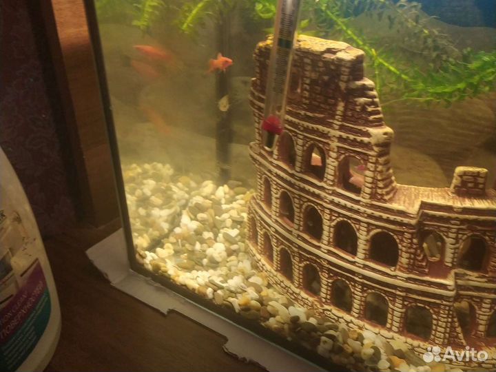 Сомик анцитрус и гупписамец