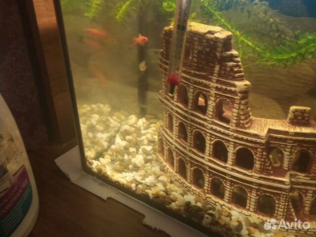 Сомик анцитрус и гупписамец