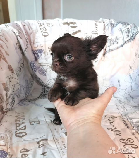 Девочки Чихуахуа