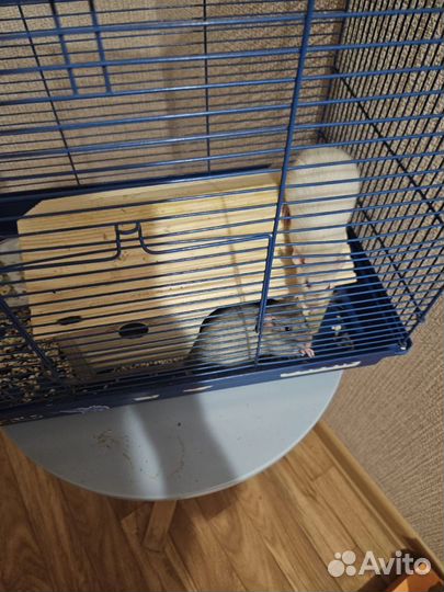 Крыса дамбо