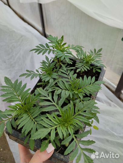 Рассада бархатцы