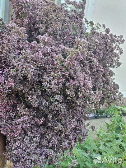 Трава душица